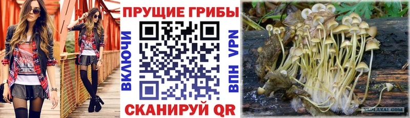 гидра tor  Гудермес  Галлюциногенные грибы Cubensis 